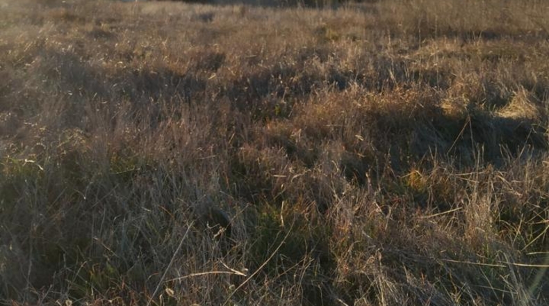 Cáceres - Carcaboso - 7499m2