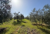 Terreno no urbanizable en venta en la España, Pilas, ref: TR387236 foto