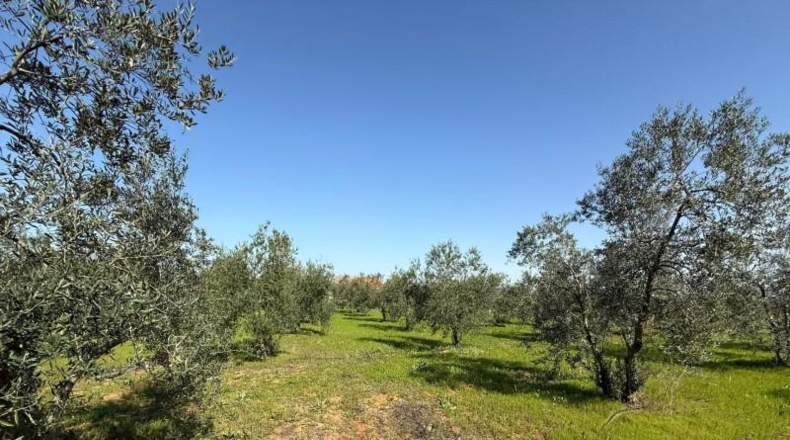 Sevilla - Pilas - 4865m2