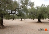 Xalet independent amb terreny en venda a la España, Godall, ref.: TR302954 foto