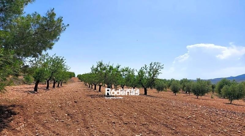 Múrcia - Jumilla - 35534m2