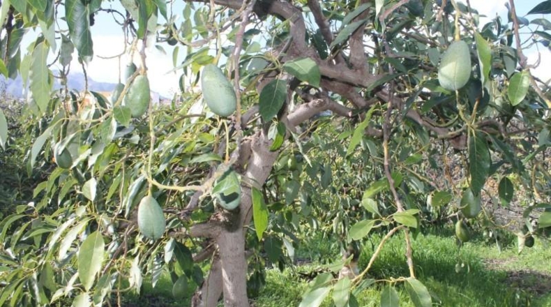 Las Palmas - Valsequillo - 1691m2