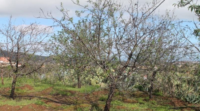 Las Palmas - Valsequillo - 1691m2
