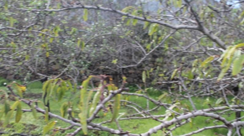 Las Palmas - Valsequillo - 1691m2
