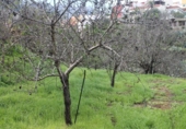 Terreno no urbanizable en venta en la España, Valsequillo, ref: TR369988 foto