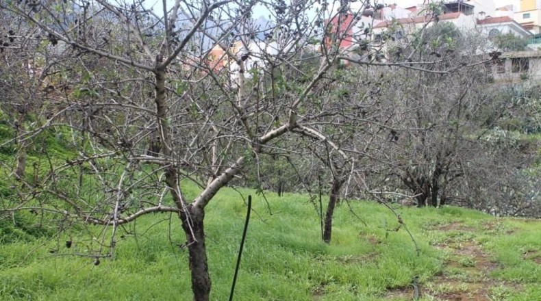 Las Palmas - Valsequillo - 1691m2