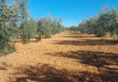 Земля на продажу у города Almonte Фото