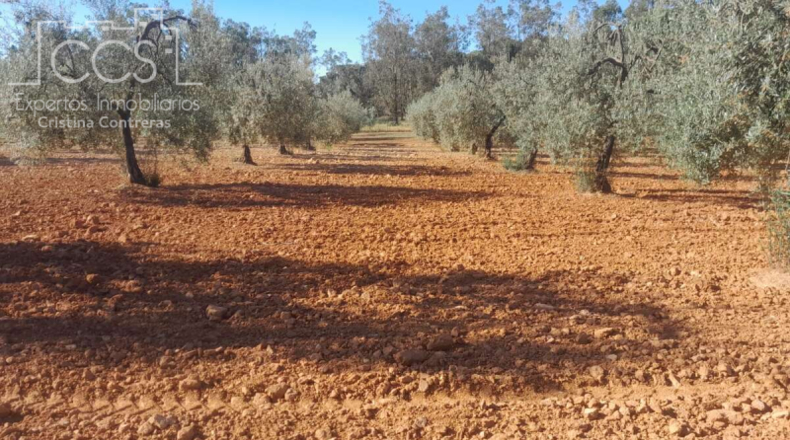 Huelva - Almonte - 18690m2