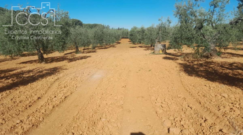 Huelva - Almonte - 18690m2