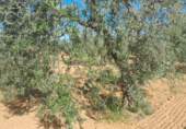 Земля на продажу у города Almonte Фото