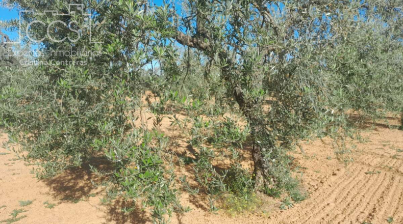 Huelva - Almonte - 18690m2