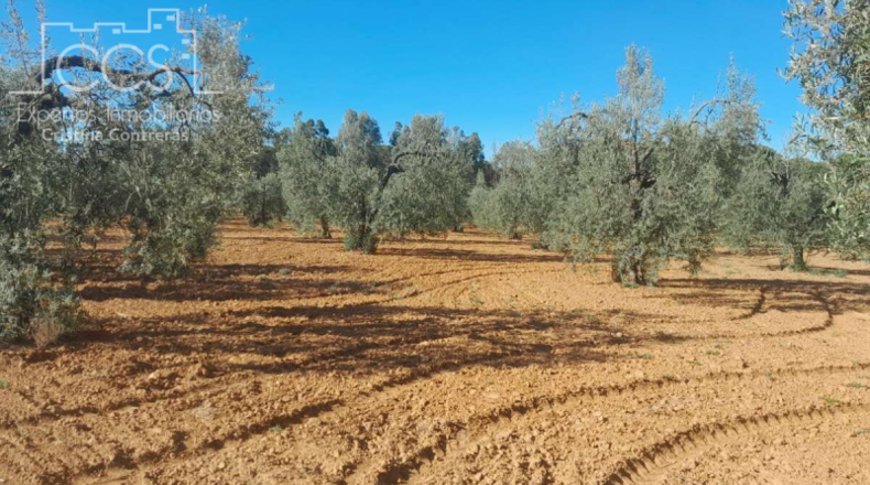 Huelva - Almonte - 18690m2