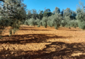 Земля на продажу у города Almonte Фото