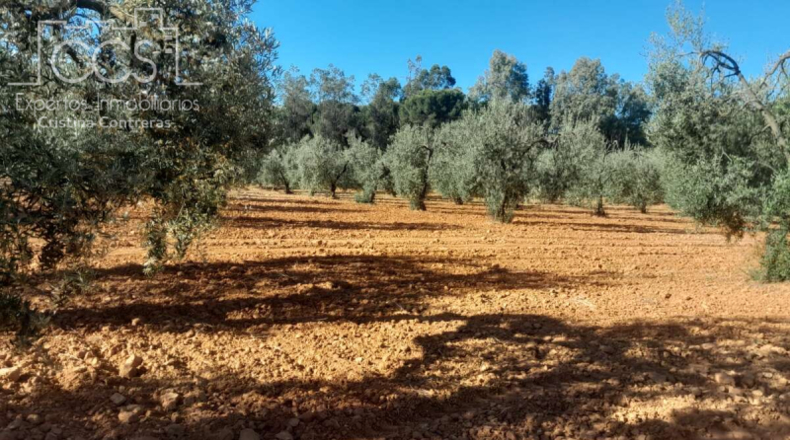 Huelva - Almonte - 18690m2