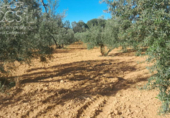Земля на продажу у города Almonte Фото