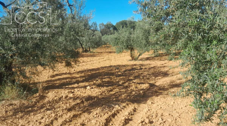 Huelva - Almonte - 18690m2
