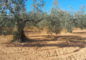 Земля на продажу у города Almonte Фото