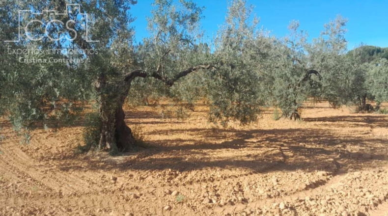 Huelva - Almonte - 18690m2