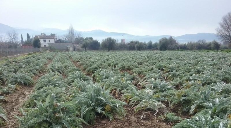 Granada - Granada - 1530m2