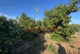 Pego 2125&nbsp;m²