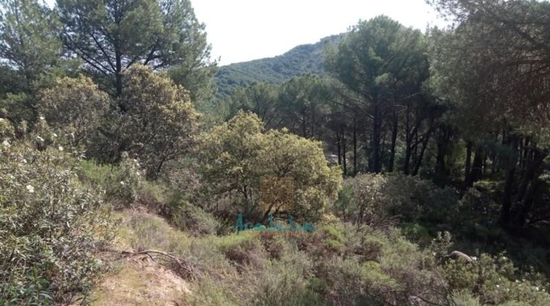 Córdoba - Córdoba - 3299m2