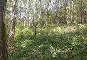 Земельный участок на продажу в городе Veguilla Фото