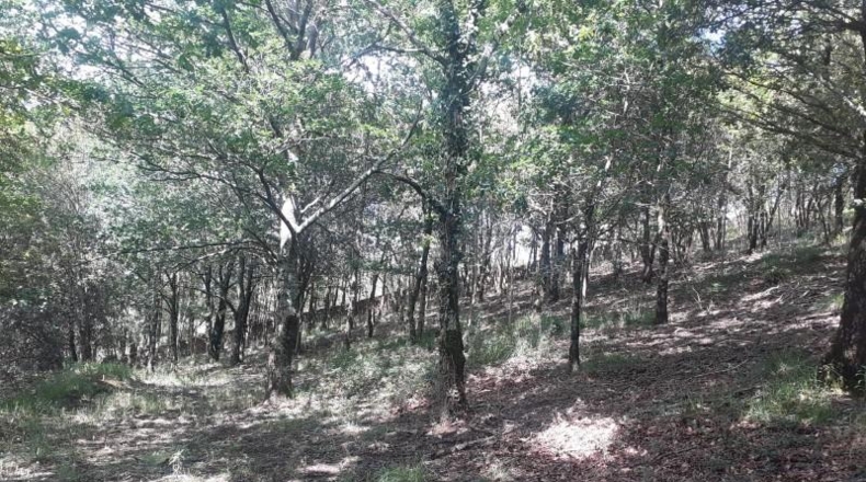 Cantabria - Veguilla - 9806m2