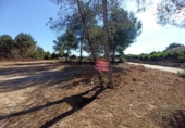Terreno no urbanizable en venta en la España, Alberic, ref: TR129242 foto