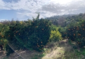 Terreno no urbanizable en venta en la España, Talará, ref: TR295107 foto