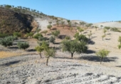 Casa de campo con terreno en venta en la España, Lorca, ref: TR296340 foto