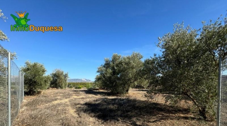 Guadalajara - Ciruelas - 400m2