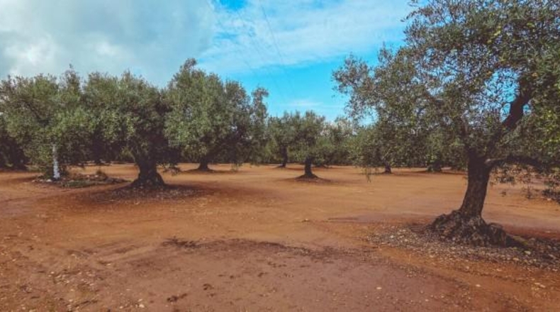 Tarragona - Godall - 67000m2