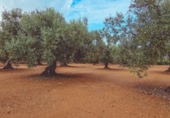 Xalet independent amb terreny en venda a la España, Godall, ref.: TR360436 foto