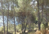 Terreny no urbanitzable en venda a la España, Còrdova, ref.: TR115151 foto
