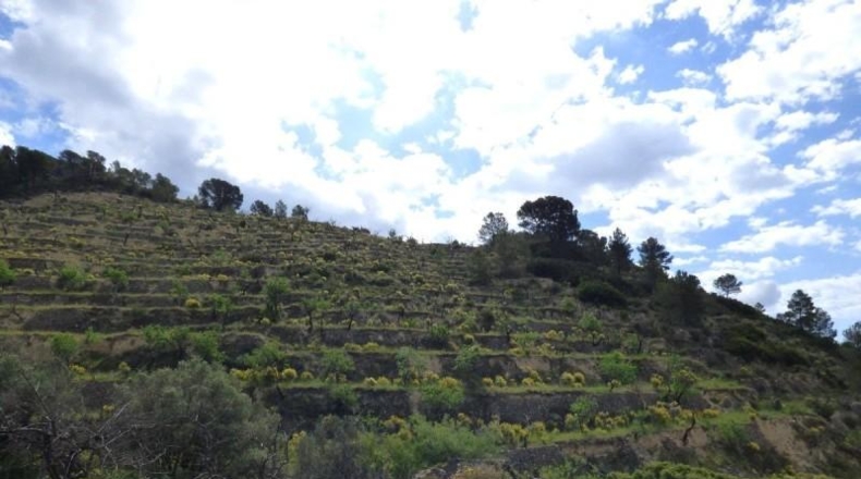 Alicante - la Torre de les Maçanes - 40270m2
