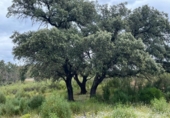 Chalet independiente con terreno en venta en la España, Berrocal, ref: TR346982 foto