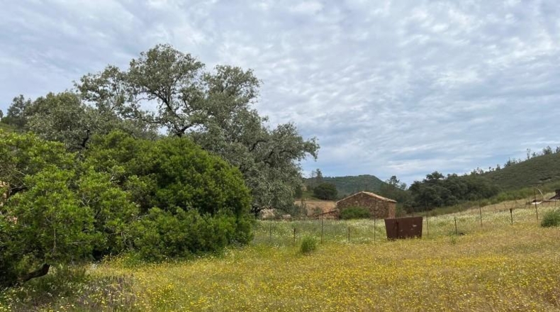 Segovia - Berrocal - 24219m2