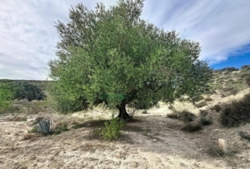 Foto 14