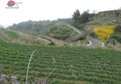 Finca rústica en venta en la España, Vega de San Mateo, ref: TR302963 foto