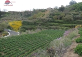 Finca rústica en venta en la España, Vega de San Mateo, ref: TR302963 foto