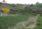 Finca rústica en venta en la España, Vega de San Mateo, ref: TR302963 foto