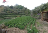 Finca rústica en venta en la España, Vega de San Mateo, ref: TR302963 foto