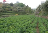 Finca rústica en venta en la España, Vega de San Mateo, ref: TR302963 foto