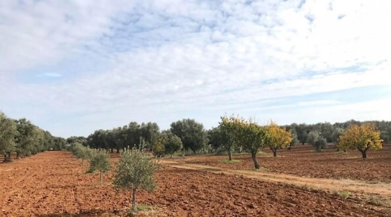 Huelva - Bollullos Par del Condado - 17052m2