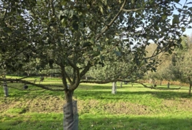 Foto 11