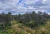 Detached villa with land for sale on España, El Viso, ref: TR300567 photo