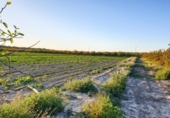 Terreno no urbanizable en venta en la España, Elche, ref: TR402880 foto