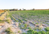 Terreno no urbanizable en venta en la España, Elche, ref: TR402880 foto