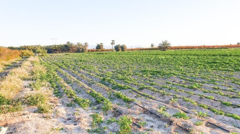 Аликанте - Elche - 13323m2