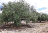 Terreno no urbanizable en venta en la España, Lucena, ref: TR241914 foto